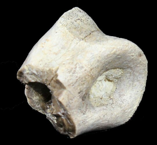 Partial Theropod Toe Bone - Texas #31545